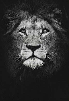 Nordic Canvas Art Painting Black White Giraffe Elephant Zebra Lion Print Animal Wall Art Poster Living Room Home Decor Painting