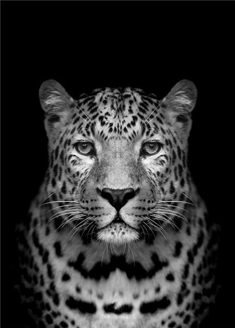 Nordic Canvas Art Painting Black White Giraffe Elephant Zebra Lion Print Animal Wall Art Poster Living Room Home Decor Painting