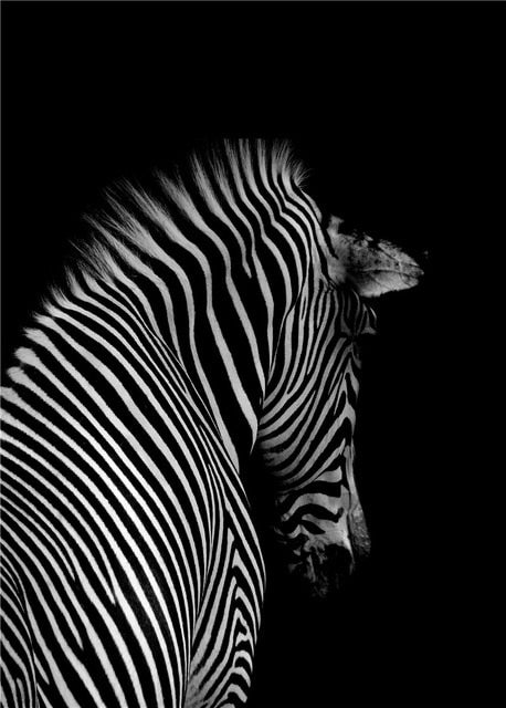Nordic Canvas Art Painting Black White Giraffe Elephant Zebra Lion Print Animal Wall Art Poster Living Room Home Decor Painting